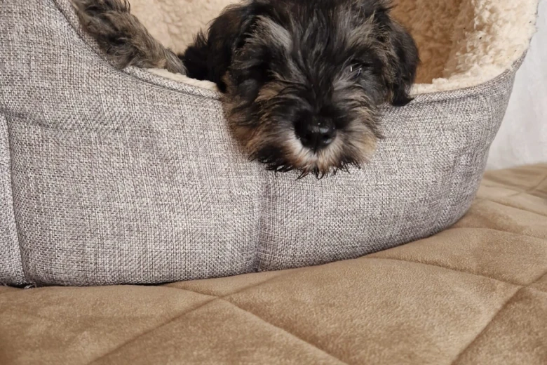 Miniature Schnauzer