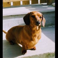 Dachshund (Miniature Smooth Haired)
