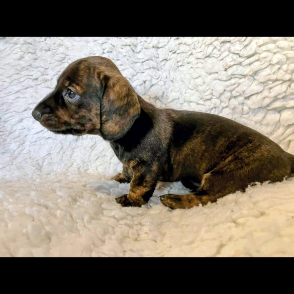 Dachshund (Miniature Smooth Haired)