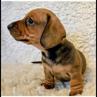 Dachshund (Miniature Smooth Haired)