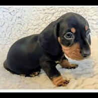 Dachshund (Miniature Smooth Haired)