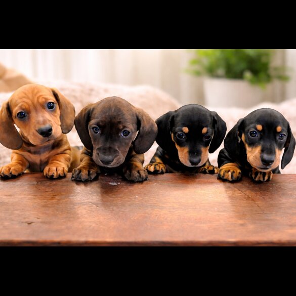 Dachshund (Miniature Smooth Haired)