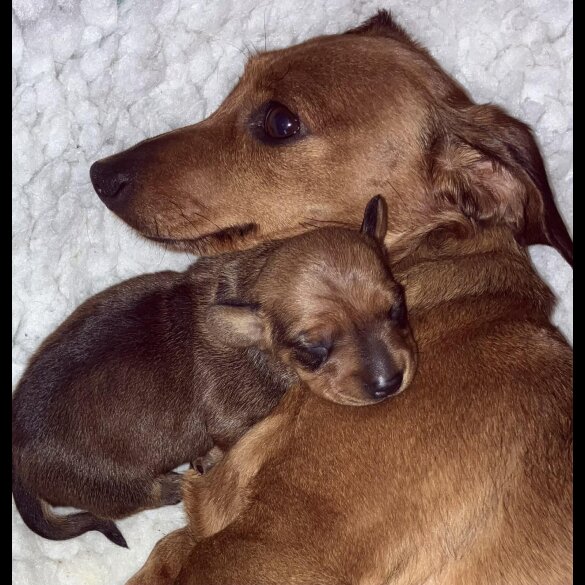 Dachshund (Miniature Smooth Haired)