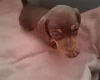 Dachshund (Miniature Smooth Haired)