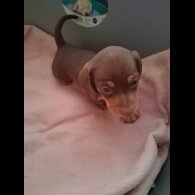 Dachshund (Miniature Smooth Haired)