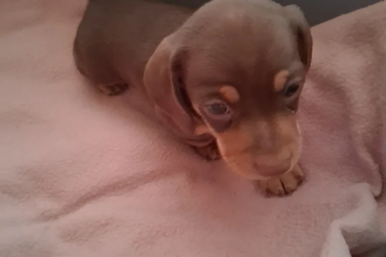Dachshund (Miniature Smooth Haired)