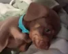 Dachshund (Miniature Smooth Haired)