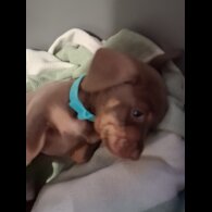 Dachshund (Miniature Smooth Haired)