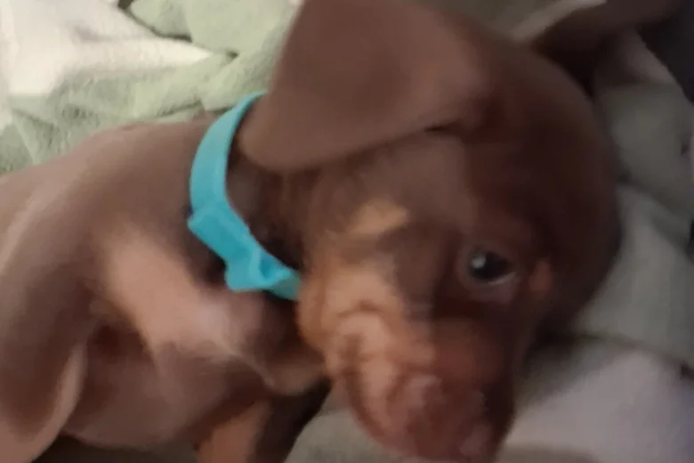 Dachshund (Miniature Smooth Haired)