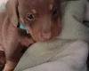 Dachshund (Miniature Smooth Haired)