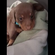 Dachshund (Miniature Smooth Haired)