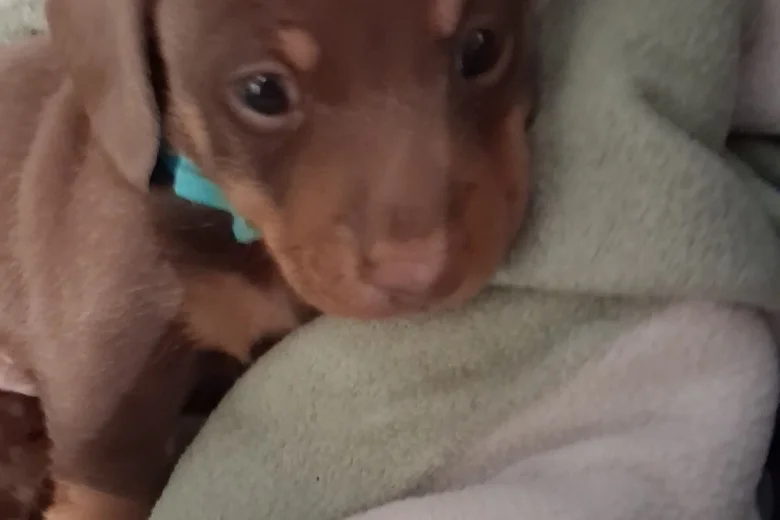 Dachshund (Miniature Smooth Haired)