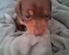 Dachshund (Miniature Smooth Haired)