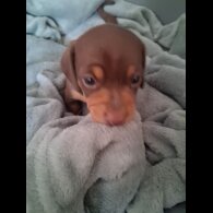 Dachshund (Miniature Smooth Haired)