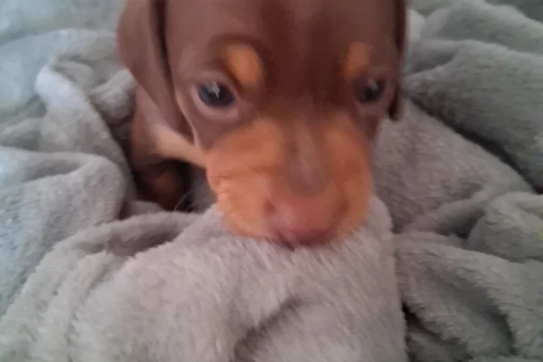 Dachshund (Miniature Smooth Haired)