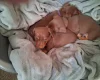 Dachshund (Miniature Smooth Haired)