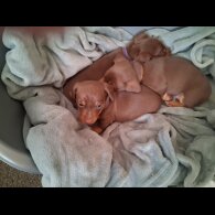 Dachshund (Miniature Smooth Haired)