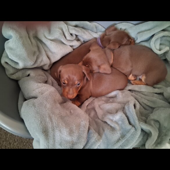 Dachshund (Miniature Smooth Haired)