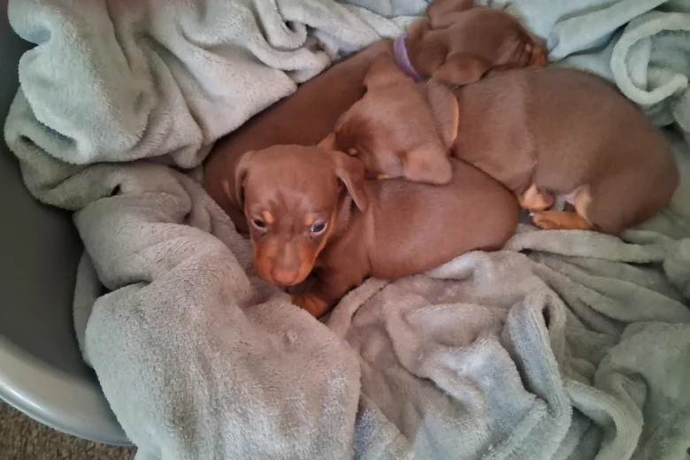 Dachshund (Miniature Smooth Haired)