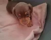 Dachshund (Miniature Smooth Haired)