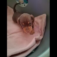 Dachshund (Miniature Smooth Haired)