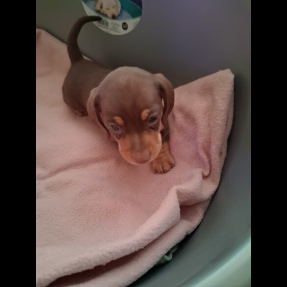 Dachshund (Miniature Smooth Haired)