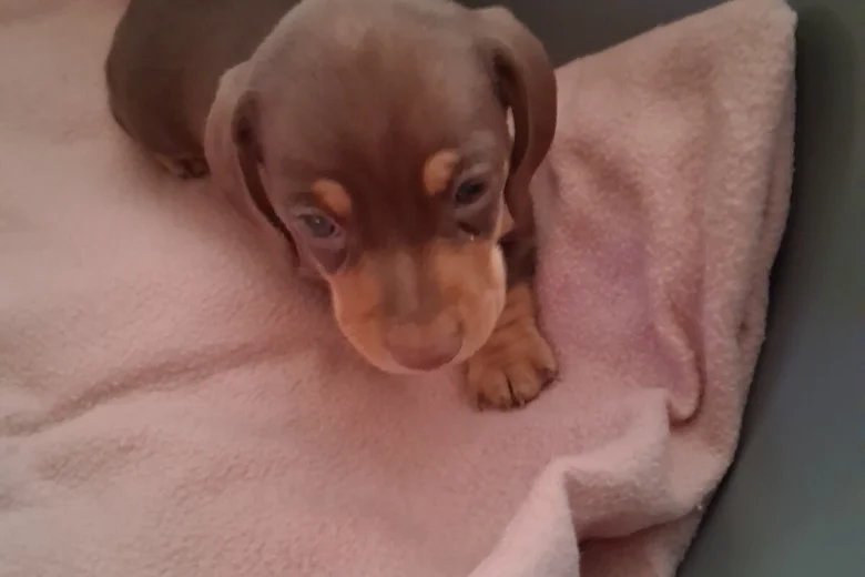 Dachshund (Miniature Smooth Haired)