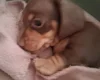 Dachshund (Miniature Smooth Haired)