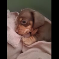 Dachshund (Miniature Smooth Haired)