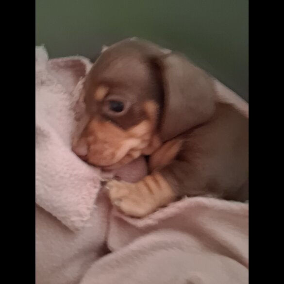 Dachshund (Miniature Smooth Haired)