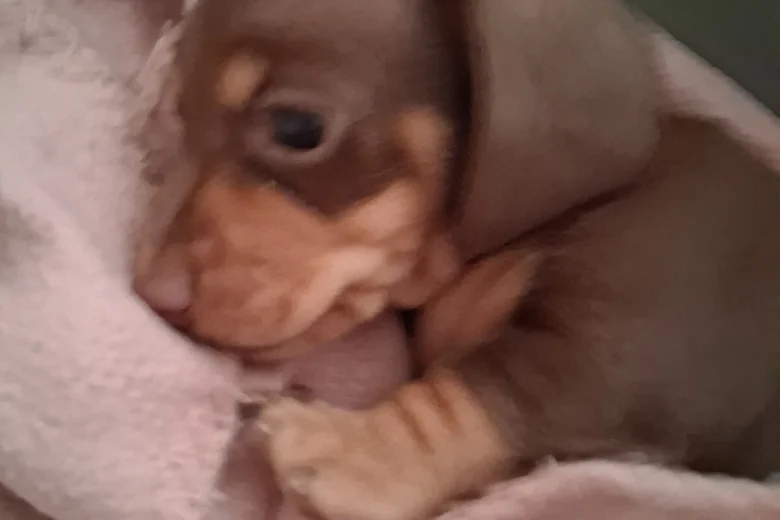 Dachshund (Miniature Smooth Haired)