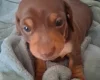 Dachshund (Miniature Smooth Haired)