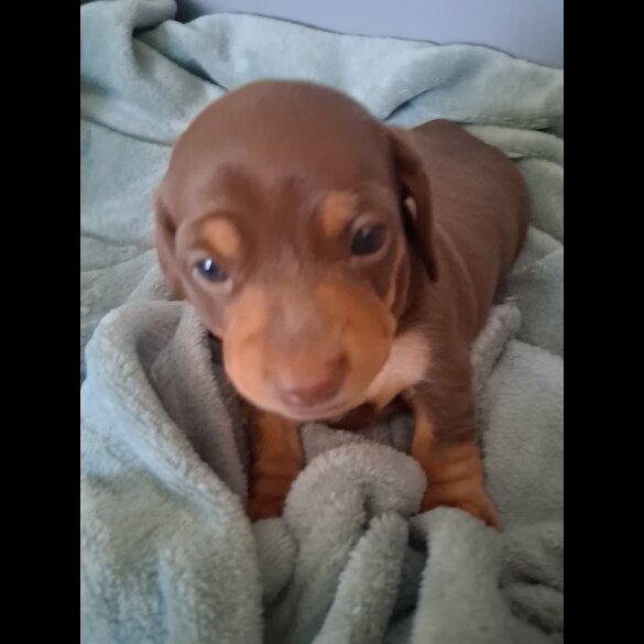 Dachshund (Miniature Smooth Haired)