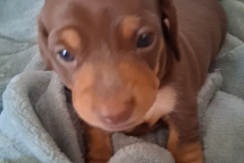 Dachshund (Miniature Smooth Haired)