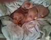 Dachshund (Miniature Smooth Haired)