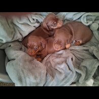 Dachshund (Miniature Smooth Haired)