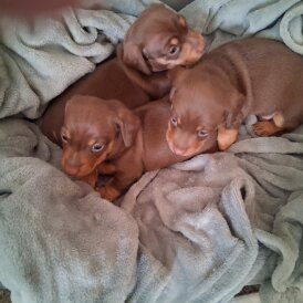 Dachshund (Miniature Smooth Haired)