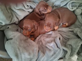 Dachshund (Miniature Smooth Haired)