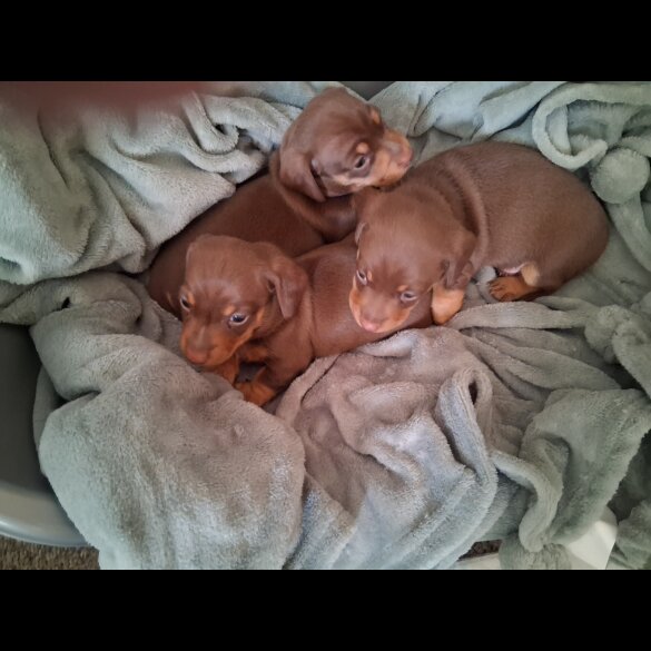 Dachshund (Miniature Smooth Haired)