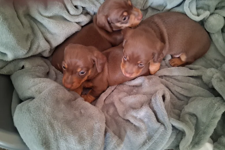 Dachshund (Miniature Smooth Haired)