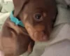 Dachshund (Miniature Smooth Haired)