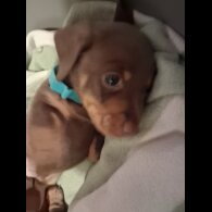 Dachshund (Miniature Smooth Haired)