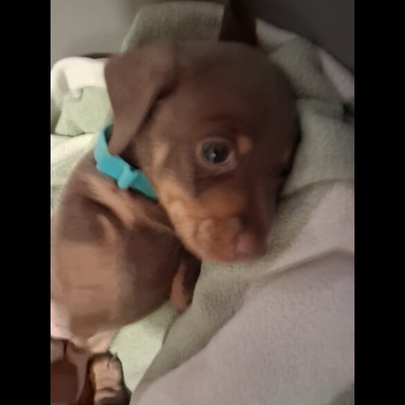 Dachshund (Miniature Smooth Haired)