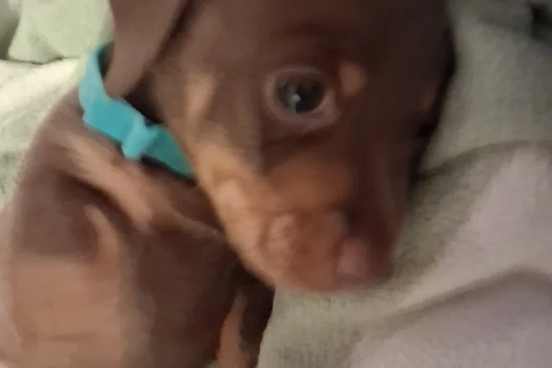 Dachshund (Miniature Smooth Haired)