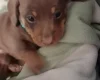 Dachshund (Miniature Smooth Haired)