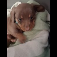 Dachshund (Miniature Smooth Haired)