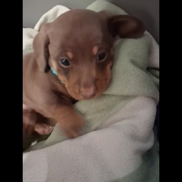 Dachshund (Miniature Smooth Haired)