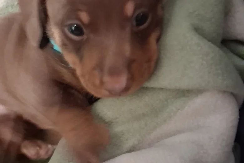 Dachshund (Miniature Smooth Haired)