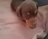 Dachshund (Miniature Smooth Haired)