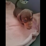 Dachshund (Miniature Smooth Haired)